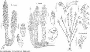 Orobanchaceae - FNA