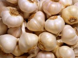 الثوم Garlic ( Allium sativum ) Images?q=tbn:ANd9GcS0zgR7l_kLlHcmi3gogamtnnol-TqMx1aK7rPy-AH1cgyrcwbW