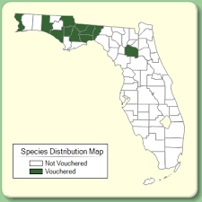 Vicia hirsuta - Species Page - ISB: Atlas of Florida Plants