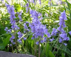 Kép erről: Spanyol Kékcsengő (Hyacinthoides hispanica) 'Caerulea' fajta