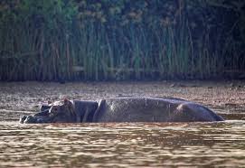 Afbeeldingsresultaat voor nijlpaarden gambia