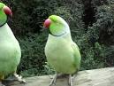 Pictures of 2 parrots talking to each other <?=substr(md5('https://encrypted-tbn1.gstatic.com/images?q=tbn:ANd9GcS1Jh5xyQABigZ2fgM4T0O7NICKkw4-2cAzEyNM63cWF78LVIugte8SxaY'), 0, 7); ?>