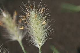 Pennisetum villosum - Wikipedia