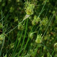 Allium oleraceum | Online Atlas of the British and Irish Flora
