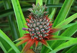 Image result for how to grow pineapple in stages
