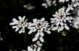 Iberis amara - Michigan Flora