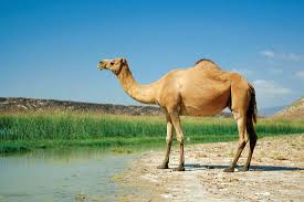 Image result for image camel
