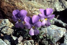 File:Viola valderia.jpg - Wikipedia