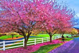 Image result for spring nature photos
