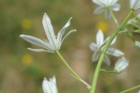Ornithogalum L. | Plants of the World Online | Kew Science