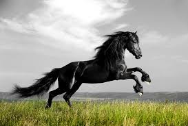Résultat de recherche d'images pour "cheval noir"