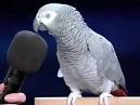 Pictures of 2 parrots talking and singing doc <?=substr(md5('https://encrypted-tbn1.gstatic.com/images?q=tbn:ANd9GcS3ohrOO57BrukR1YdzE3P6kUfQPiEu31DWvE0RKgv4nlMovHCAU6sBfqd1'), 0, 7); ?>
