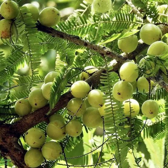 Amalika / Indian gooseberry (Phyllanthus emblica) Live Fruit Tree 12” | eBay