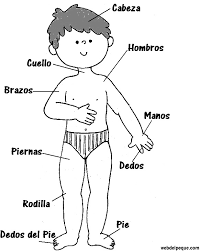Resultado de imagen de el cuerpo humano para niños de primaria imagenes