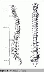 Image result for camel’s spine