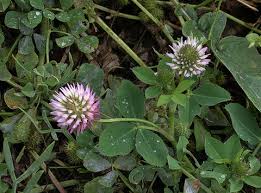 Trifolium isthmocarpum | Flora of Gibraltar