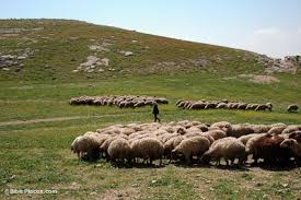 Kết quả hình ảnh cho photo of the shepherd with the sheep