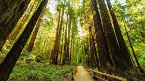 Image result for redwood trees