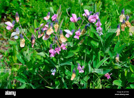 Lathyrus Montanus High Resolution Stock Photography and Images ...