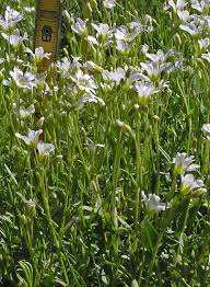Southwest Colorado Wildflowers, Caryophyllaceae