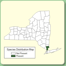 Hydrocotyle batrachium - Species Page - NYFA: New York Flora Atlas