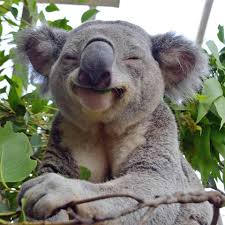 Image result for Koala