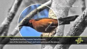 Image result for Papua new Guinea/ the Hooded Pitohui Pitohui