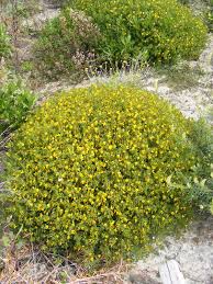 Ononis natrix L. | Plants of the World Online | Kew Science
