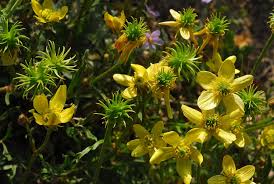 Ranunculus isthmicus Boiss. | Plants of the World Online | Kew ...