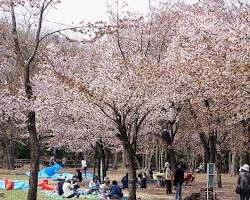 札幌圓山公園櫻花的圖片