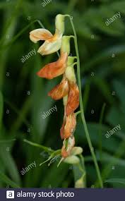 Lathyrus occidentalis (Fabaceae) flower Stock Photo - Alamy