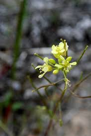 Erucastrum gallicum - Michigan Flora