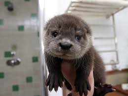Image result for Cute otter