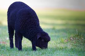 Resultado de imagem para ovelha negra