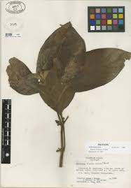 Image result for Besleria chiriquensis