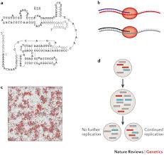 The RNA World: molecular cooperation at the origins of life | Nature ...