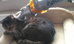 Image result for cats with dyson vacuum