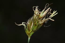 Carex divisa Huds.