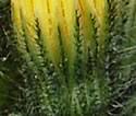 Hieracium caespitosum (Meadow Hawkweed): Minnesota Wildflowers