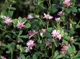 Trifolium resupinatum - Wikipedia