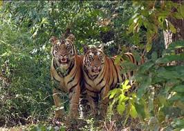 Image result for valmikinagar tiger reserve