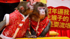 Image result for monkeys
