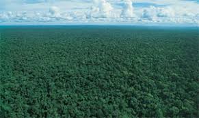 Resultado de imagem para floresta amazonica