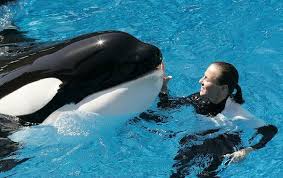 Image result for blackfish documentary