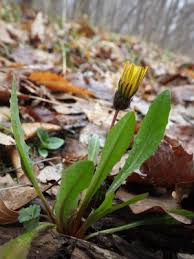 Taraxacum palustre - Michigan Flora