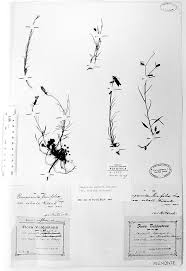 Campanula carnica Schiede ex Mert. et Koch e Phyteuma charmelii ...