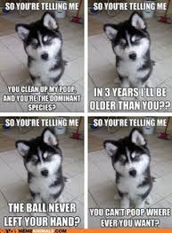 Puppy Meme on Pinterest | Funny Puppy Memes, Funny Dog Memes and ... via Relatably.com