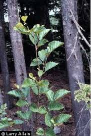 Plants Profile for Alnus viridis (green alder)