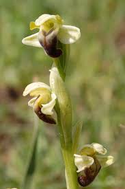Ophrys pallida - Wikipedia