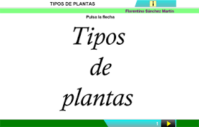 Resultado de imagen de TIPOS DE PLANTAS
